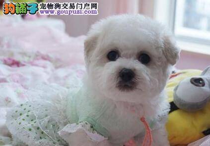 比熊犬总喜欢吃便便这是为什么 如何纠正它