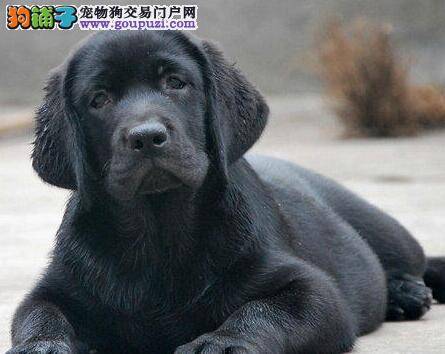 拉布拉多犬吃狗粮后吐了，不吃东西是为什么