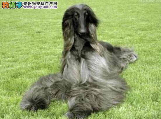 购犬应用知识 教你如何挑选到优秀的阿富汗猎犬