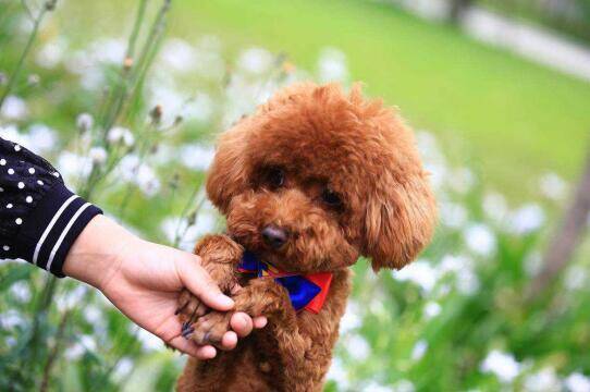 喂养泰迪犬的时候以下食物绝对不能给它吃