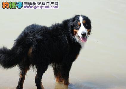 疾病小手册 伯恩山犬拉肚子的病因及治疗方法