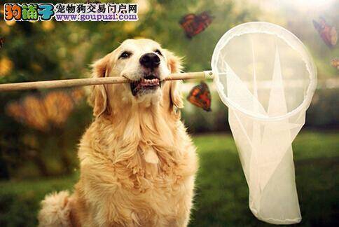 分辨金毛犬挑食的真正原因以及预防措施