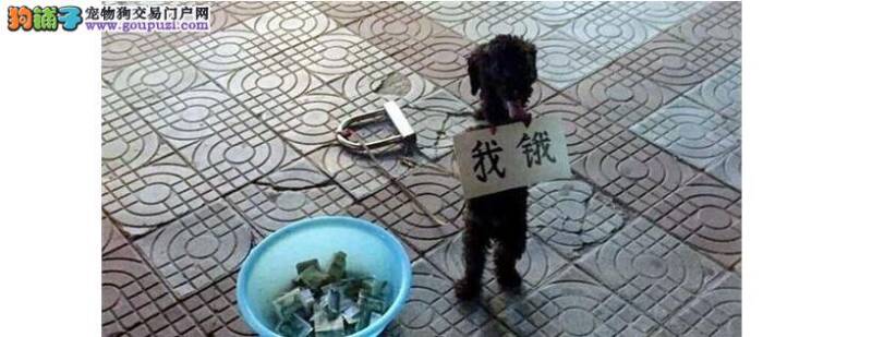 泰迪熊作揖训练  让你的爱犬更加可爱