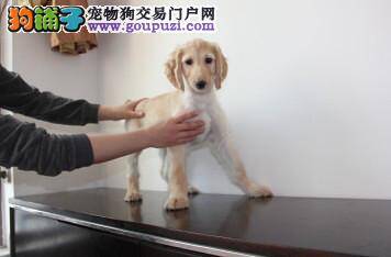 阿富汗猎犬最近拉稀，没精神求帮助