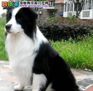 医疗一本通 缓解边境牧羊犬拉肚子的问题需要什么方法