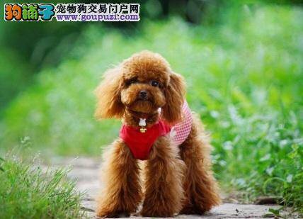 守护贵宾犬老狗，九大健康问题要注意