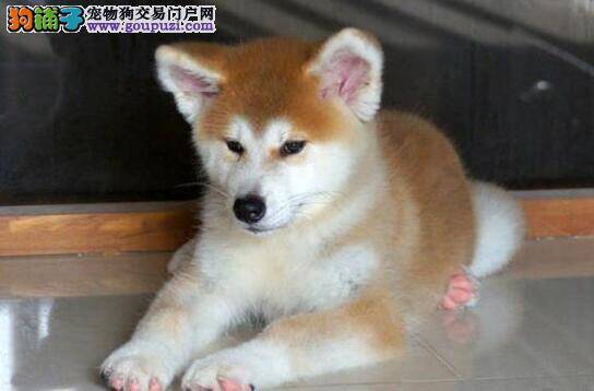 两个月大的秋田犬幼犬饲养管理工作应该怎样做