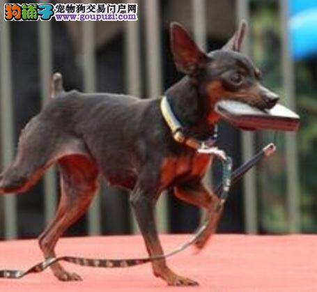 小鹿犬喜欢咬牵引绳的解决办法