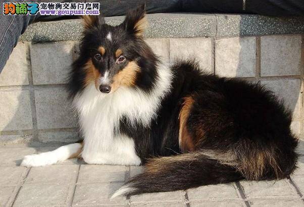 最近几天喜乐蒂犬有点拉肚子吃什么药好