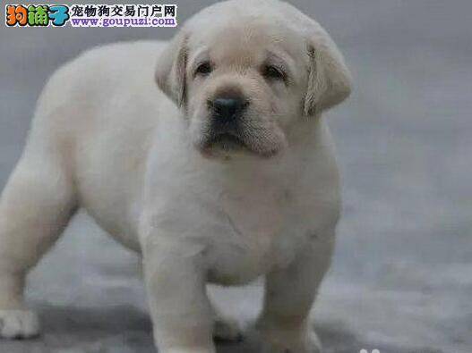 拉布拉多幼犬训练教程