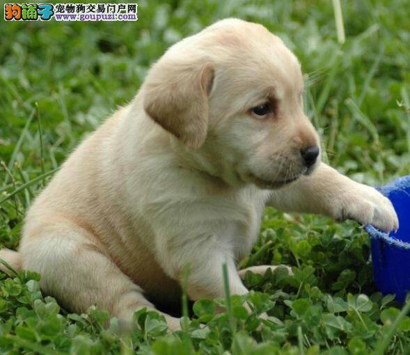 拉布拉多幼犬喂养须知，进食容易消化的食物