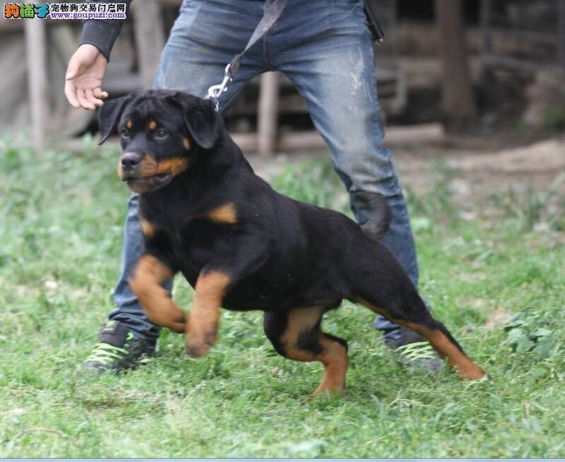 我家罗威纳犬憋不住尿该怎么办