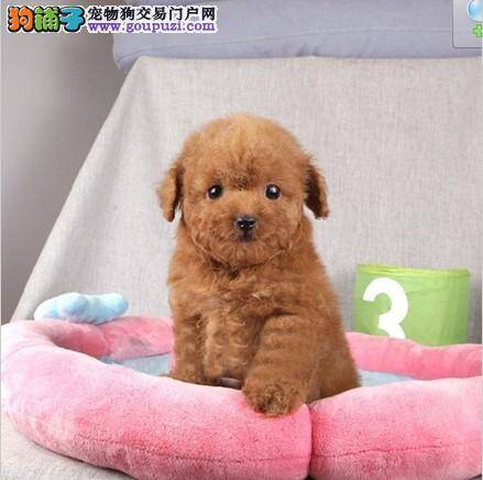 茶杯犬真菌感染请问医生怎么治疗