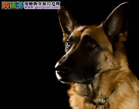 特殊时期的德国牧羊犬应如何饲喂