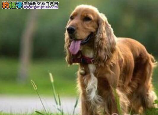 美丽狗狗特点多 可卡犬的选购要点