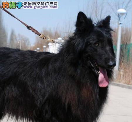 美丽有前提 比利时牧羊犬洗澡期间应注意的事项