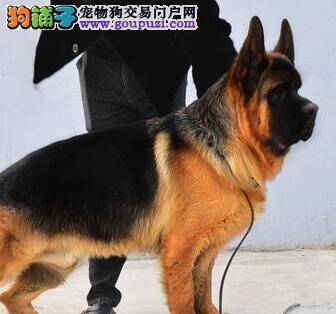 德国牧羊犬剃毛后皮肤坏了应如何处理伤口