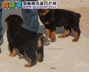 我家罗威纳犬便便有点软是什么毛病