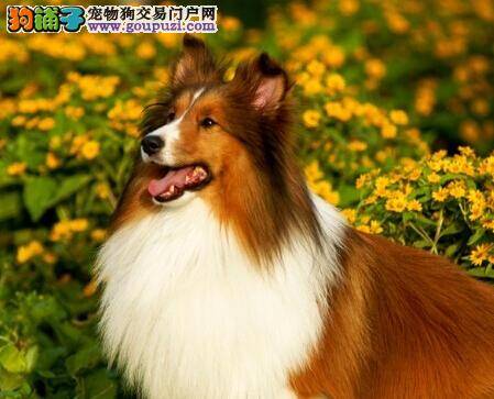 宠物治疗室之科普喜乐蒂犬患上犬瘟热的症状及治疗方法