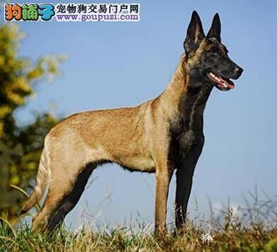 冬季喂犬讲究多 喂养马犬要守的规则有哪些