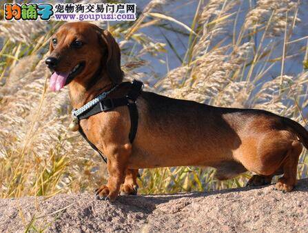 饮食之道 巧除腊肠犬不吃饭问题