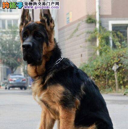 德国牧羊犬患上皮肤病用什么方法治疗它