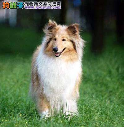 清洗期间，苏格兰牧羊犬不让碰爪子怎么办