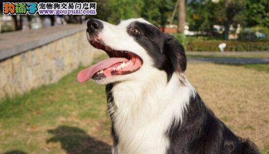 注意好以下6个方面，你的边境牧羊犬会活得更长！