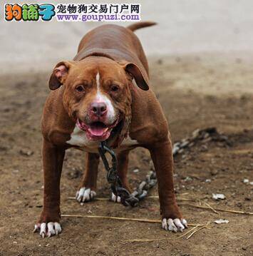 关注新生犬 初生比特犬幼犬的饲养与管理