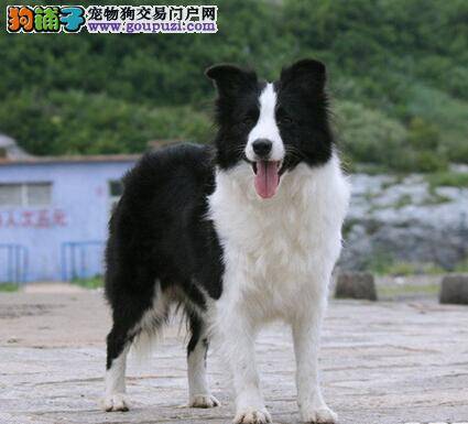 了解边境牧羊犬双排牙的危害以及解决的办法