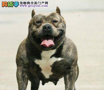 美国恶霸犬健康散步基本要点