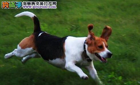 狗狗医疗大百科 比格犬饭后总吐怎么办