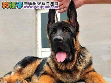 德国牧羊犬不爱吃东西也不喝水是什么原因