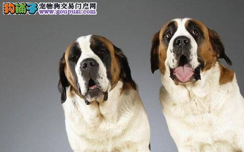 圣伯纳犬拉肚子怎么办 要如何治疗