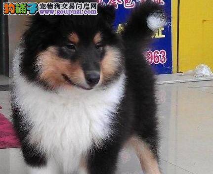 路边的野花不要采 路边的喜乐蒂犬也不要买