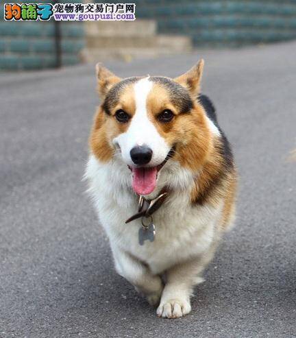 柯基犬一直叫怎么办