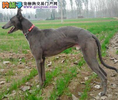 怎样训练格力犬学会定点上厕所