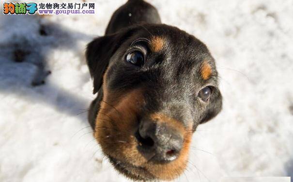 冬季养狗：罗威纳犬保暖清洁方法