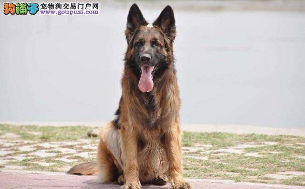 德国牧羊犬吃骨头好不好 如何正确给德牧吃骨头