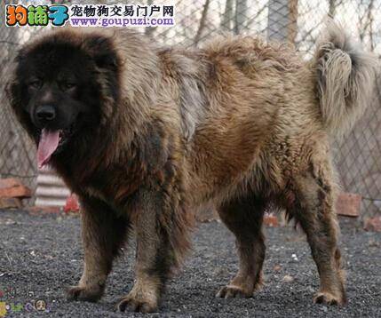 如何根据毛发特征来给高加索犬做美容护理