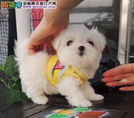 马尔济斯犬肚子硬邦邦的吃多了该怎么办