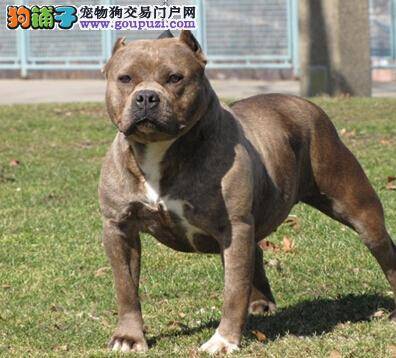 狗狗生理常识 比特犬发情期的各种表现