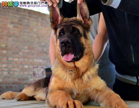 德国牧羊犬身上长包块是什么东西