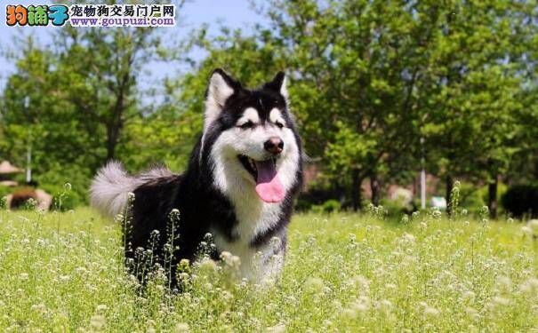 喂养阿拉斯加犬的小秘诀