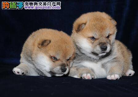 训练秋田犬上厕所 让新手养犬不再有烦恼