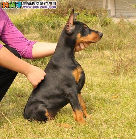 杜宾犬鼻子干眼屎多是什么问题