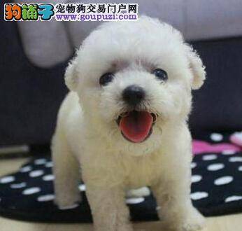 泰迪犬患上犬瘟应如何医治