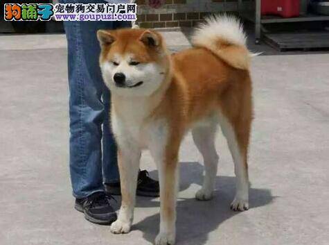 天冷了秋田犬怕冷吗如何给它保暖