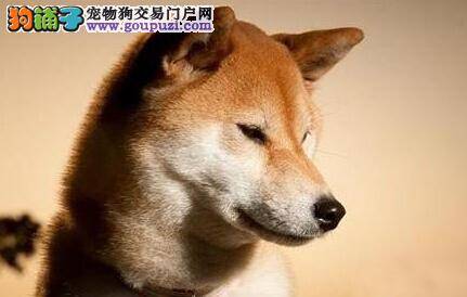 参考与应对 柴犬吃了驱虫药后会有哪些表现