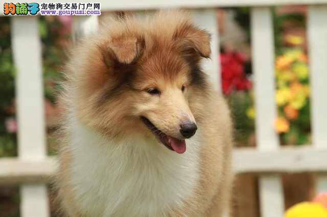 炎热的夏季苏格兰牧羊犬可以剃光毛发吗